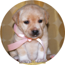 女の子(ピンクリボン母エメラルド)